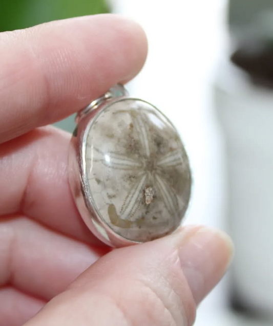 Fossilized Sand Dollar Necklace