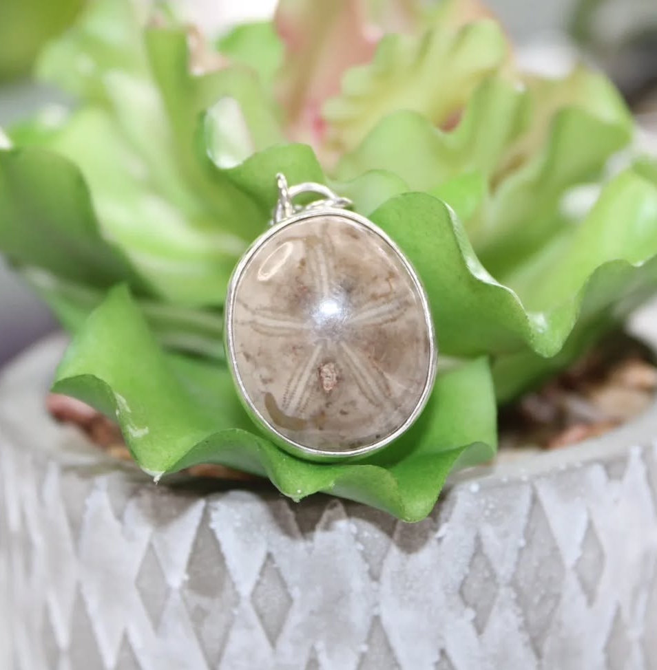 Fossilized Sand Dollar Necklace